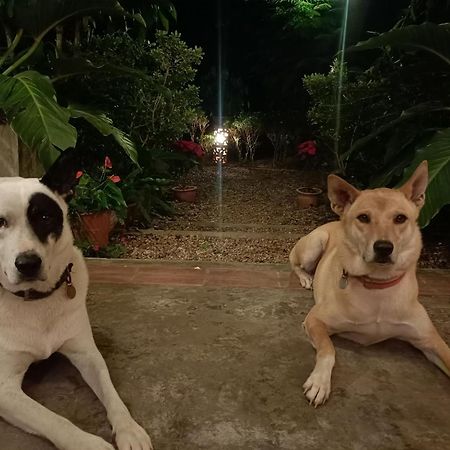 Villa Albizia, Chiang Mai Doi Saket Dış mekan fotoğraf