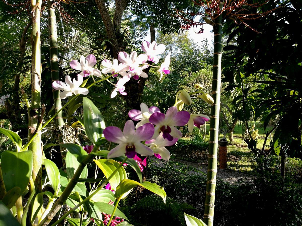 Villa Albizia, Chiang Mai Doi Saket Dış mekan fotoğraf